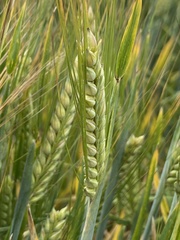 Hordeum distichon