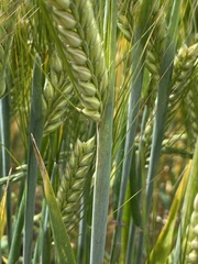 Hordeum distichon