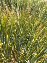 Hordeum distichon