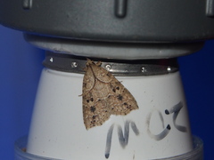 Olulis puncticinctalis