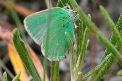Callophrys affinis