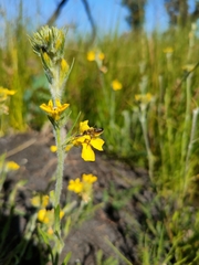 Goodenia glomerata
