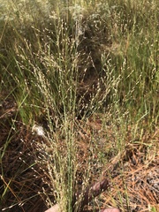 Panicum virgatum cubense