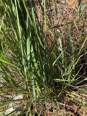 Panicum virgatum cubense