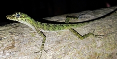 Anolis fasciatus