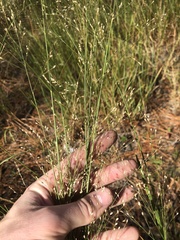 Panicum virgatum cubense