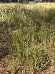 Panicum virgatum cubense