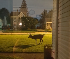Odocoileus virginianus