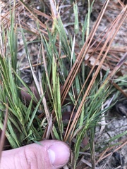 Dichanthelium angustifolium