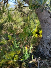 Epacris pulchella