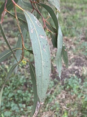 Eucalyptus largiflorens