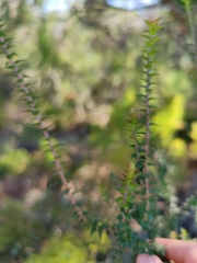 Epacris pulchella