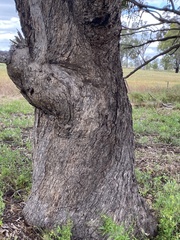 Eucalyptus largiflorens