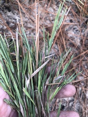 Dichanthelium angustifolium