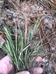 Dichanthelium angustifolium
