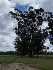 Eucalyptus largiflorens