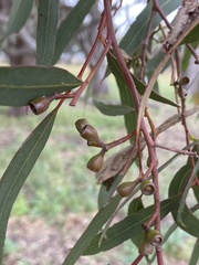 Eucalyptus largiflorens