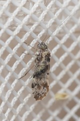 Trichadenotecnum quaesitum