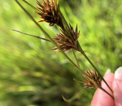 Juncus occidentalis