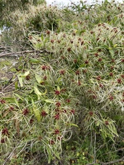 Clematis microphylla microphylla