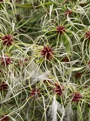 Clematis microphylla microphylla