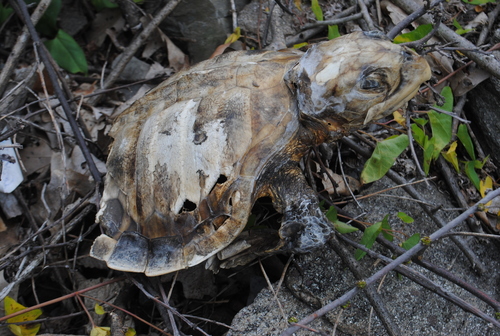 Kemp's Ridley Sea Turtle photographed in New York
