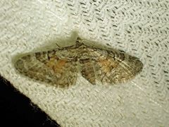 Eupithecia palpata