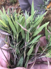 Dichanthelium ovale ovale