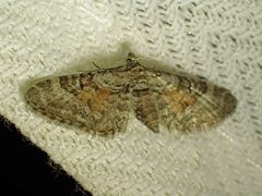 Eupithecia palpata
