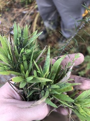 Dichanthelium ovale ovale