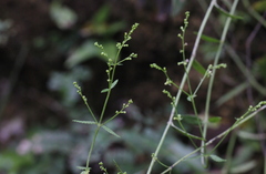 Gonocarpus chinensis