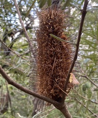 Banksia collina