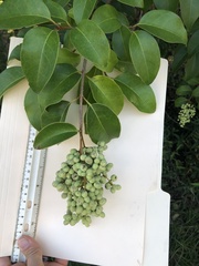 Ligustrum lucidum
