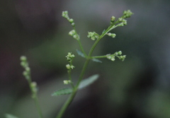 Gonocarpus chinensis