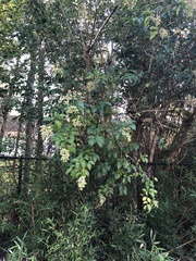 Ligustrum lucidum