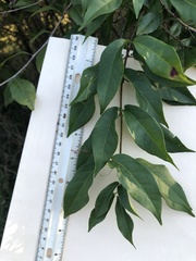 Bignonia capreolata