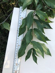 Bignonia capreolata