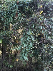 Bignonia capreolata