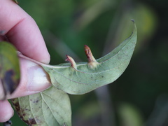 Craneiobia tuba