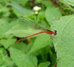 Agriocnemis pygmaea