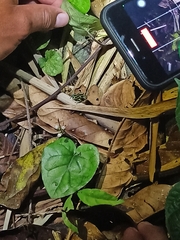 Ranitomeya variabilis