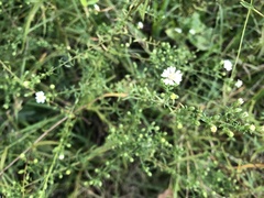 Symphyotrichum dumosum