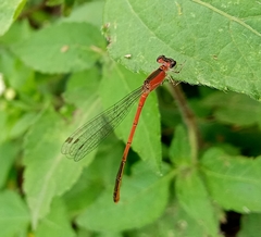 Agriocnemis pygmaea