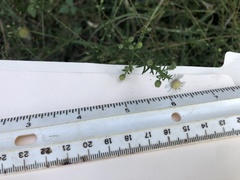 Symphyotrichum dumosum