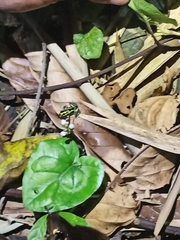 Ranitomeya variabilis