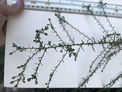 Symphyotrichum dumosum