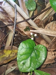 Ranitomeya variabilis