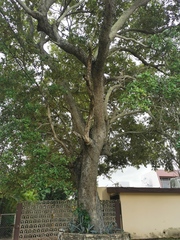 Quercus oleoides