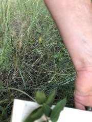 Symphyotrichum dumosum