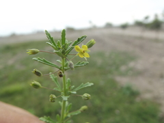 Scoparia montevidensis